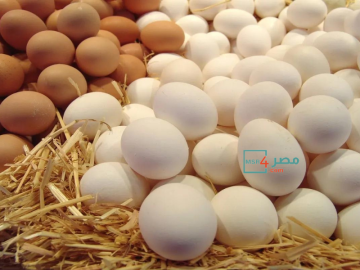 سعر البيض اليوم في مصر.. سعر كرتونة البيض الجمعة 10-3-2023
