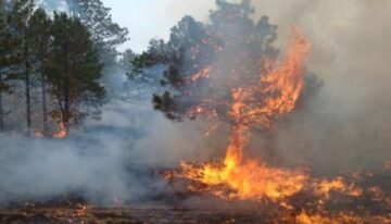 عدد وفيات حرائق الغابات في الجزائر